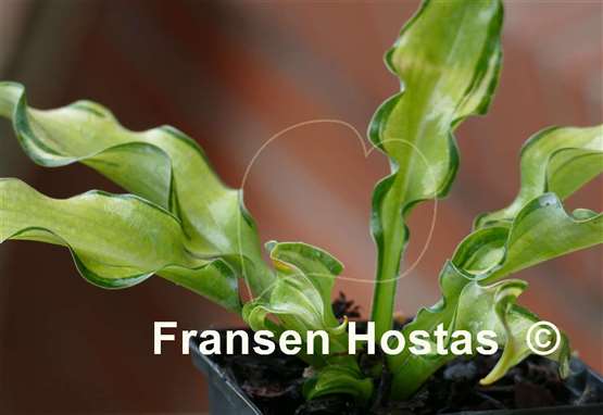 Hosta Gravity Rocks - Fransen Hostas